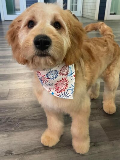 Shipyard Dog Co - Hingham, MA