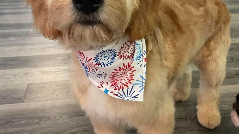 Shipyard Dog Co - Hingham, MA