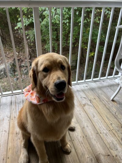 Shipyard Dog Co - Hingham, MA