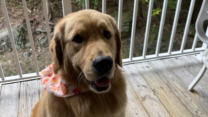 Shipyard Dog Co - Hingham, MA