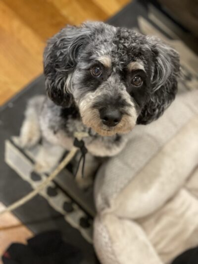 Shipyard Dog Co - Hingham, MA