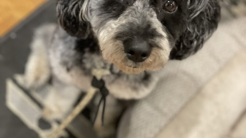Shipyard Dog Co - Hingham, MA