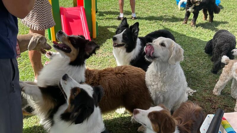 Hobe Sound Country Club Kennels - Hobe Sound, FL