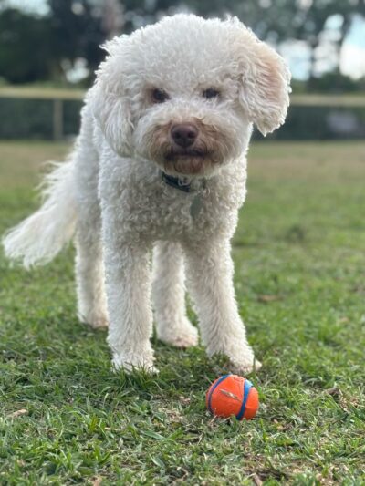 Hobe Sound Country Club Kennels - Hobe Sound, FL