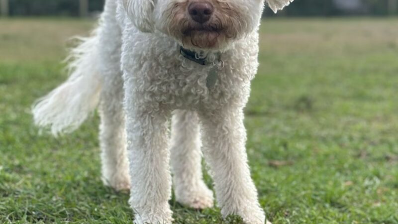 Hobe Sound Country Club Kennels - Hobe Sound, FL