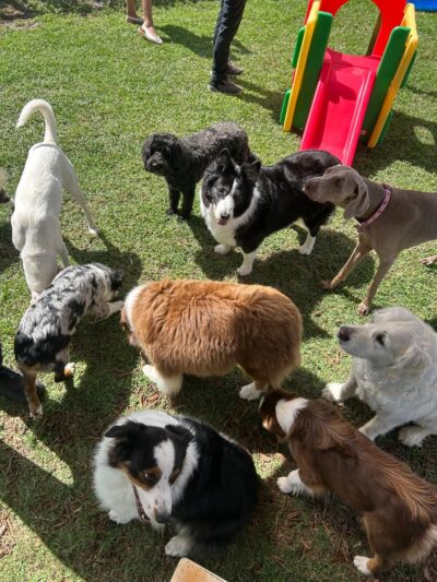Hobe Sound Country Club Kennels - Hobe Sound, FL