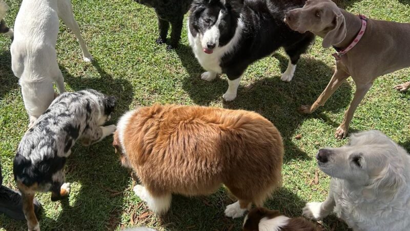 Hobe Sound Country Club Kennels - Hobe Sound, FL