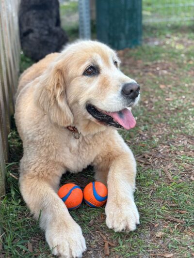 Hobe Sound Country Club Kennels - Hobe Sound, FL