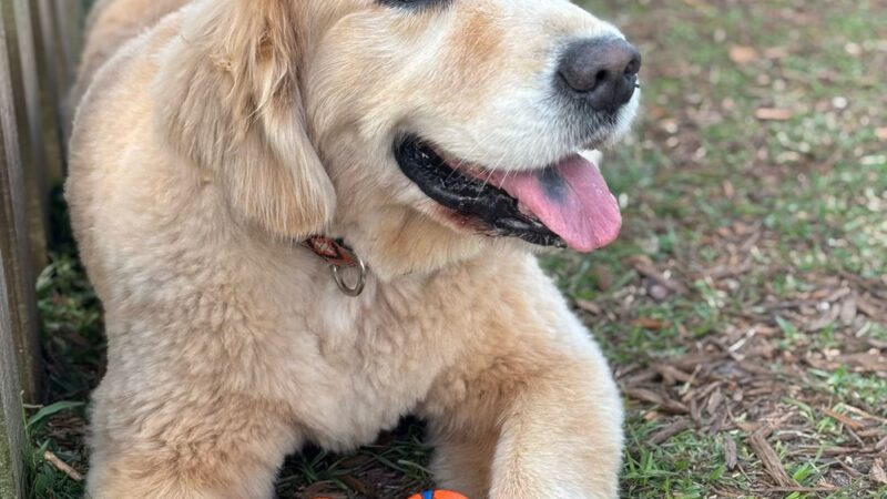 Hobe Sound Country Club Kennels - Hobe Sound, FL