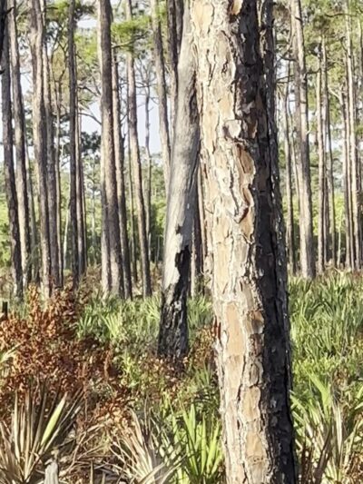 Kitching Creek Trail - Hobe Sound, FL