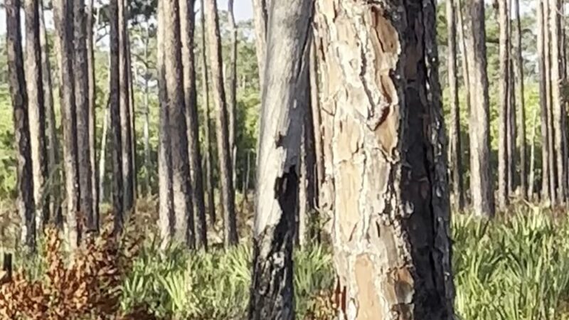 Kitching Creek Trail - Hobe Sound, FL