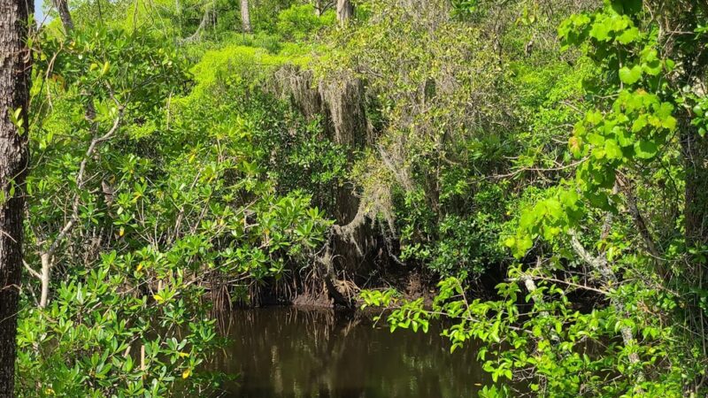 Kitching Creek Trail - Hobe Sound, FL