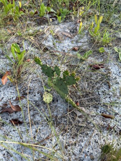 Kitching Creek Trail - Hobe Sound, FL