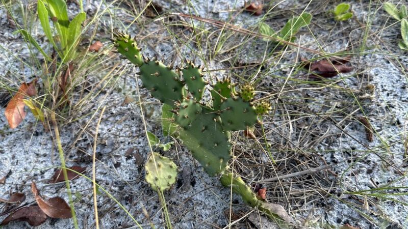 Kitching Creek Trail - Hobe Sound, FL