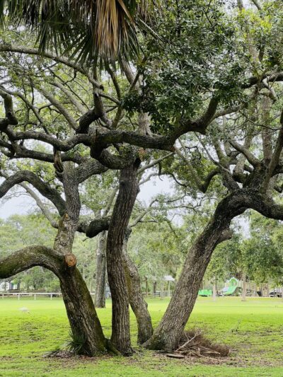 Zeus Park - Hobe Sound, FL