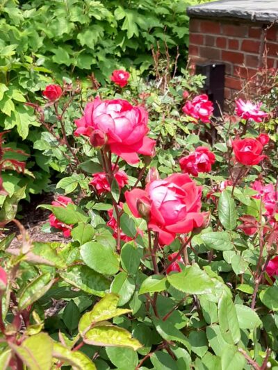Shipyard Park - Hoboken, NJ
