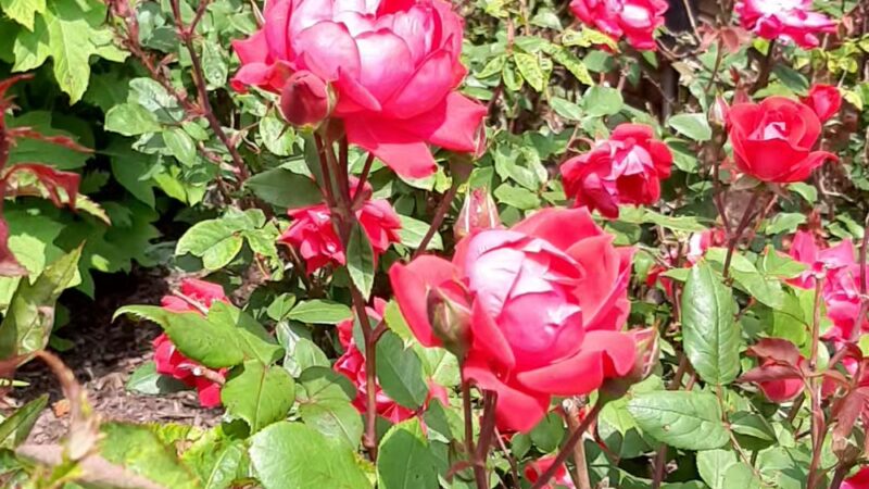 Shipyard Park - Hoboken, NJ