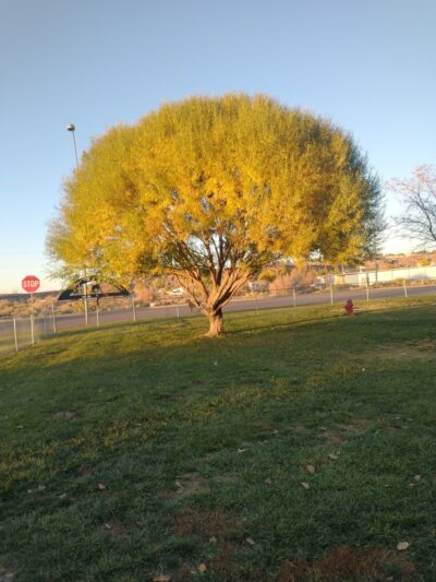 Heward Park - Holbrook, AZ