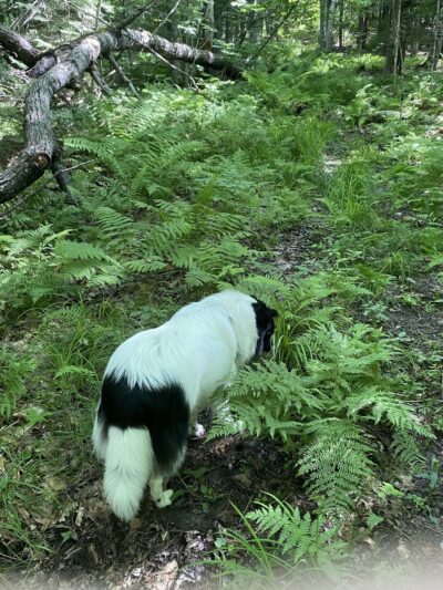 Pilote Town Forest - Holderness, NH