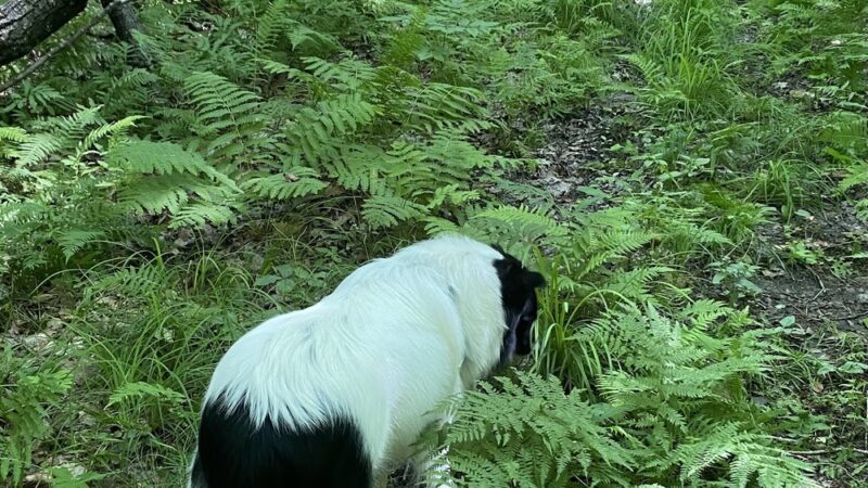 Pilote Town Forest - Holderness, NH