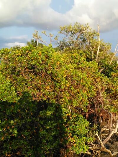 Anclote Gulf Park - Holiday, FL