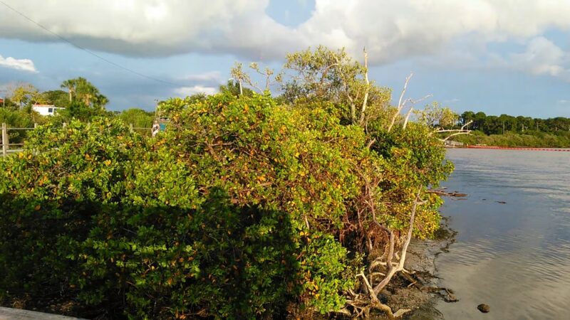 Anclote Gulf Park - Holiday, FL
