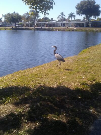 Holiday Travel Park - Holiday, FL