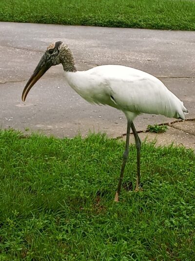 Holiday Travel Park - Holiday, FL