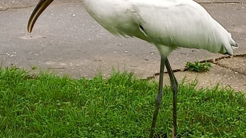 Holiday Travel Park - Holiday, FL