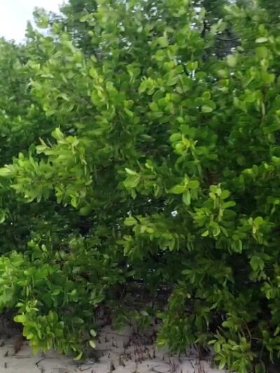 Key Vista Nature Park - Holiday, FL