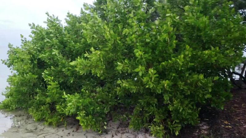 Key Vista Nature Park - Holiday, FL