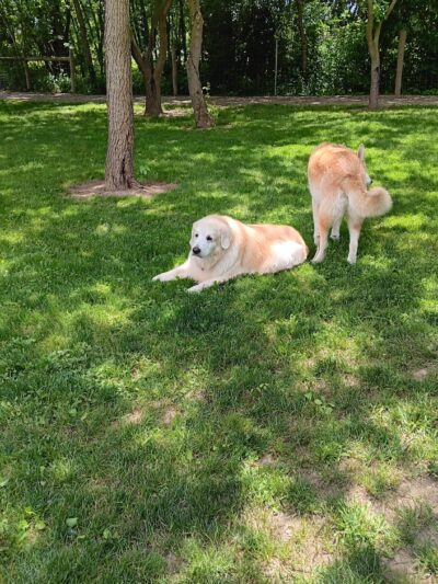 Dog Park at Van Raalte Farm Park - Holland, MI