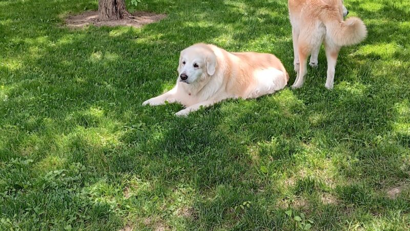 Dog Park at Van Raalte Farm Park - Holland, MI