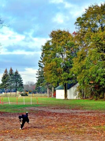 Large Dog Park at Park Township Park - Holland, MI