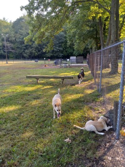 Large Dog Park at Park Township Park - Holland, MI