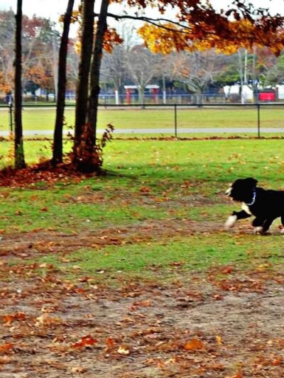 Large Dog Park at Park Township Park - Holland, MI