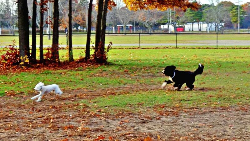Large Dog Park at Park Township Park - Holland, MI
