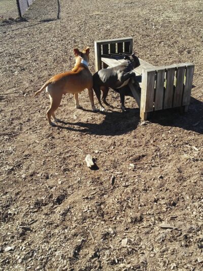 Large Dog Park at Park Township Park - Holland, MI