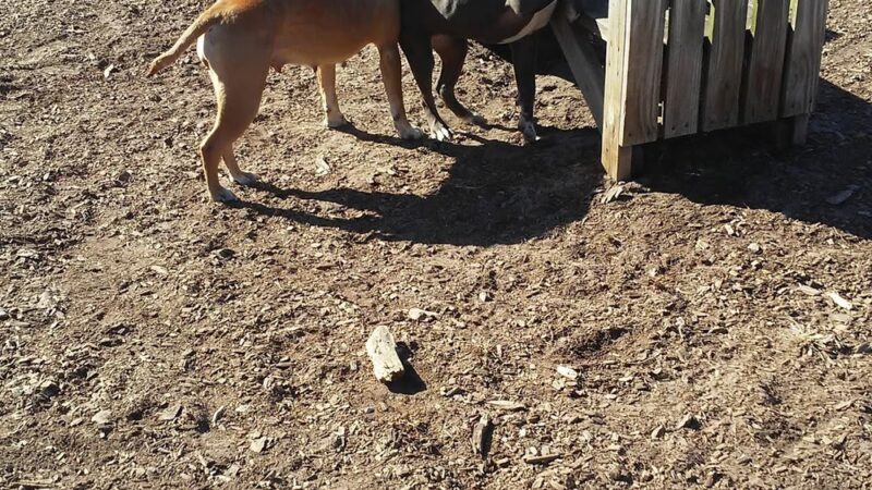 Large Dog Park at Park Township Park - Holland, MI