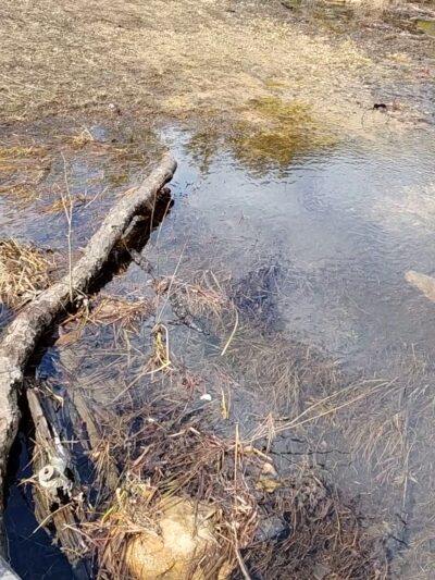 Beaver Brook Association Wildlife Pond Trailhead - Hollis, NH