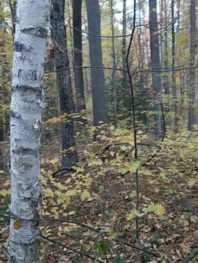 Spalding Park - Hollis Town Forest - Hollis, NH