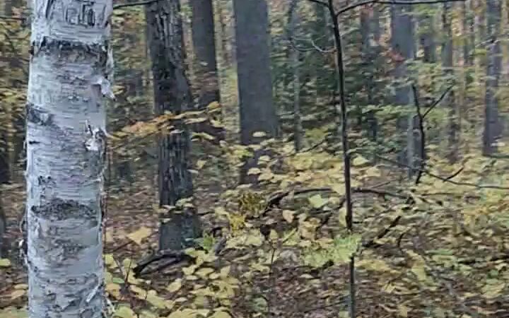 Spalding Park - Hollis Town Forest - Hollis, NH