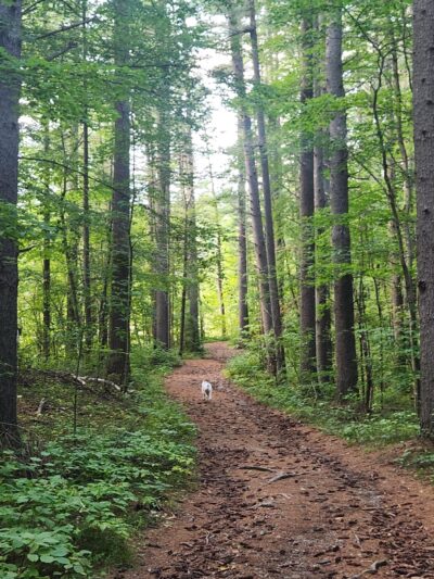 Spalding Park - Hollis Town Forest - Hollis, NH