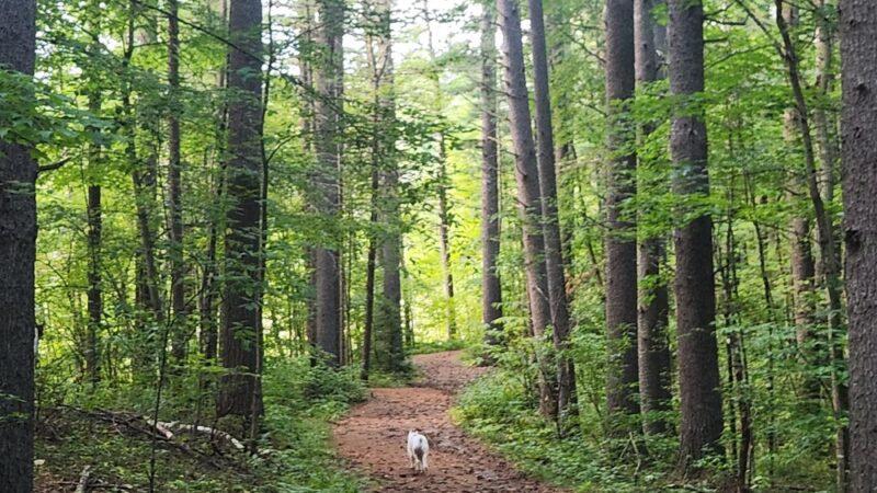 Spalding Park - Hollis Town Forest - Hollis, NH