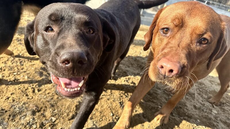 Village Sentry Pet Care LLC - Hollis, NH