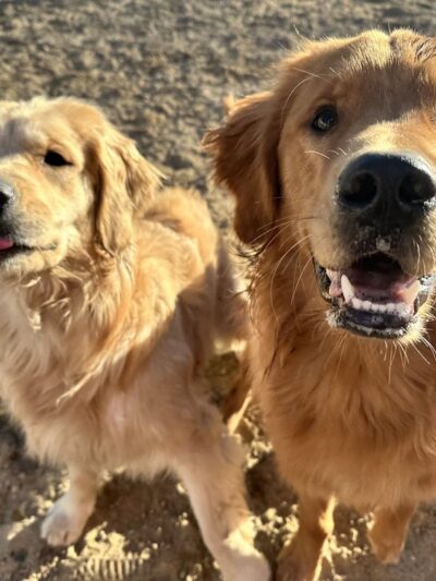 Village Sentry Pet Care LLC - Hollis, NH