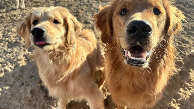 Village Sentry Pet Care LLC - Hollis, NH