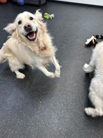 Village Sentry Pet Care LLC - Hollis, NH