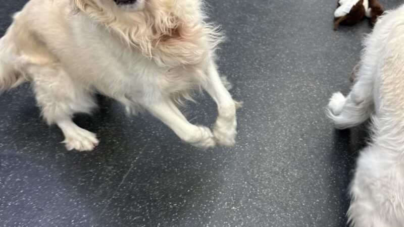 Village Sentry Pet Care LLC - Hollis, NH