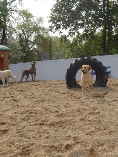 Village Sentry Pet Care LLC - Hollis, NH